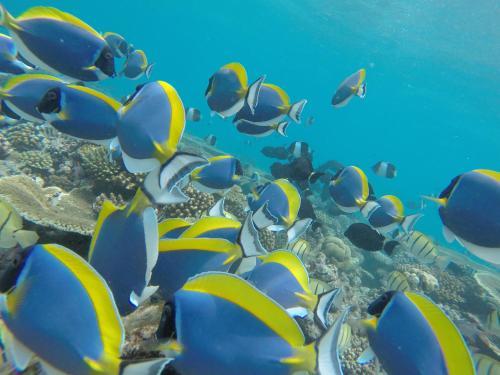 Hostal Rasdhoo Coralville