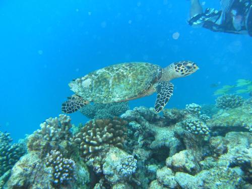 Hostal Rasdhoo Coralville