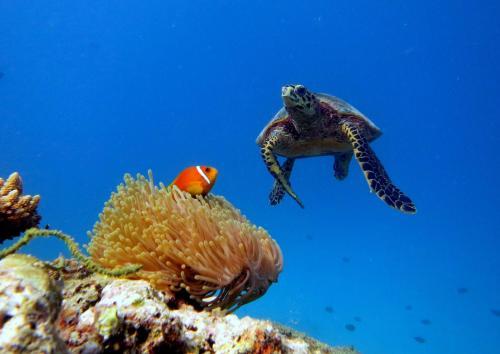 Hostal Equa Reef Maldives