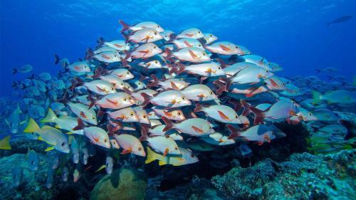 Hostal Equa Reef Maldives