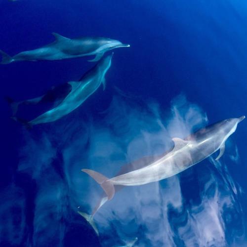 Hostal Kirulhiya Maldives