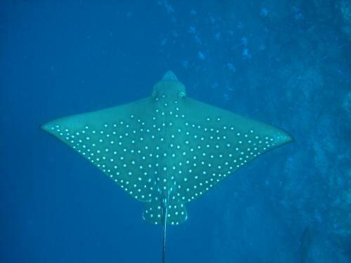 Hostal Whale Shark Inn