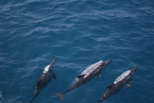 Hostal Whale Shark Inn