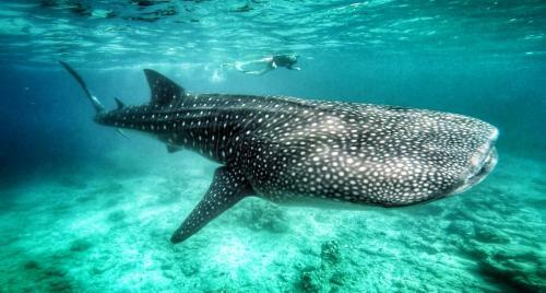 Hostal Noovilu Suites Maldives