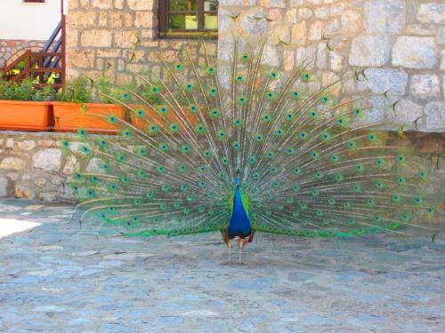 Hotel St. Naum