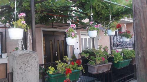 Homestay Zana House