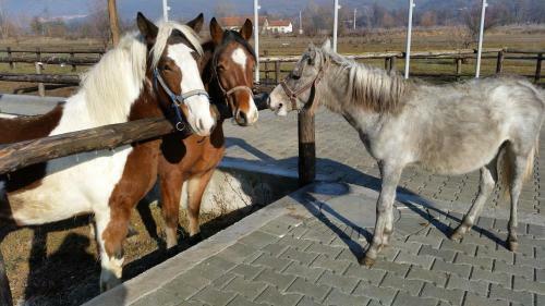 Agroturismo Nora`s Ranch