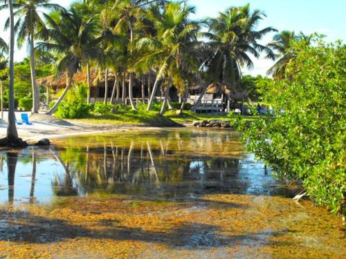 Costa De Cocos