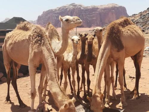 Wadi Rum Bedoin Homestay