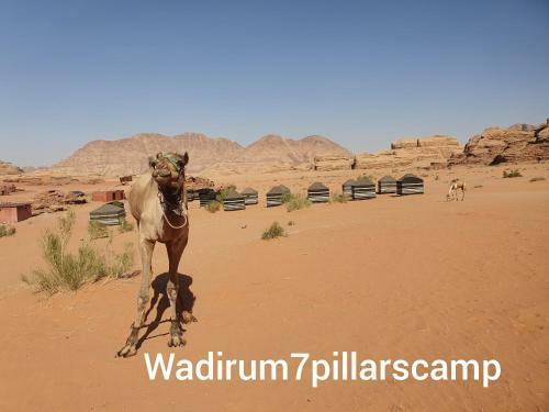 Albergue Wadi Rum 7 Pillars Camp