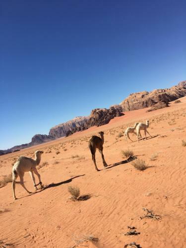 Wadi Rum Lawrence Camp