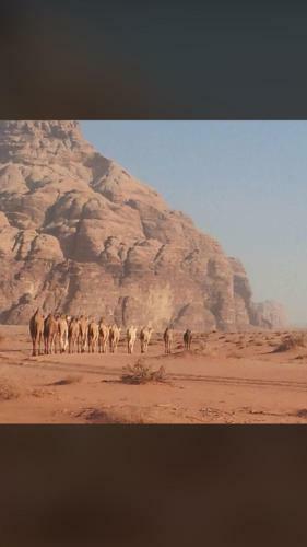 Wadi Rum Lawrence Camp
