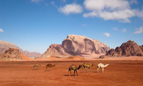 Wadi Rum Quiet Nights
