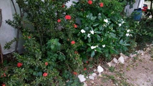 Blossom Bed And Breakfast