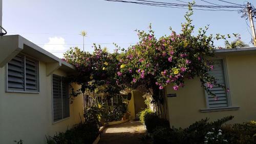 Posada Kingston Cottage