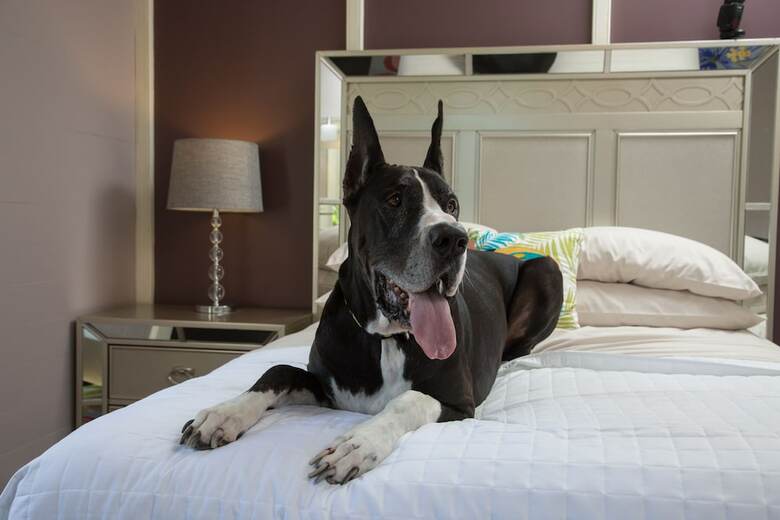 The Fred - Adults Only Hotel