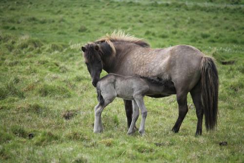 L�kjarhus Farm Holidays