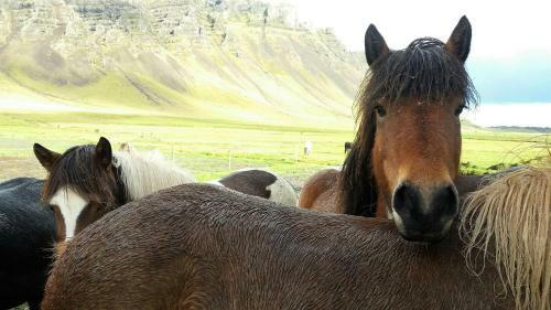 L�kjarhus Farm Holidays