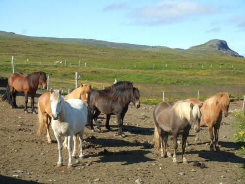 Agroturismo Guesthouse Nedra-vatnshorn