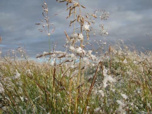 Nefsholt