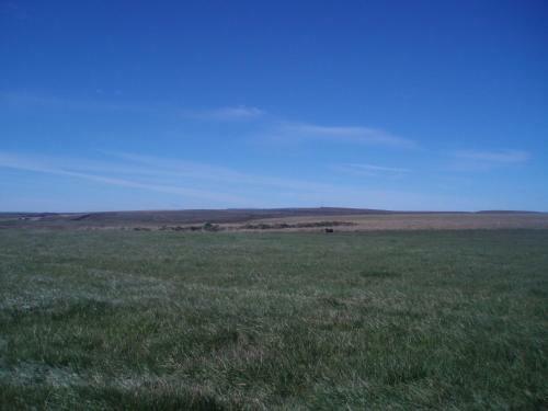 Nefsholt