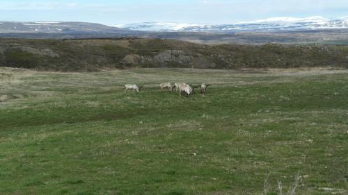 �sgeirssta�ir Holiday Homes