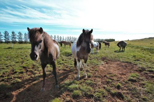 Agroturismo Greenkey Ranch - Fell