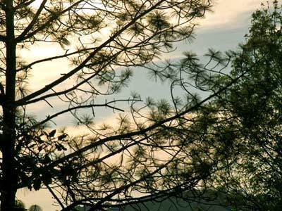 Monteverde