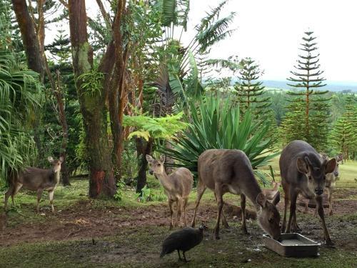 Bubble Lodge Bois Ch�ri Plantation