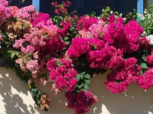 Hotel R�sidence Konokono
