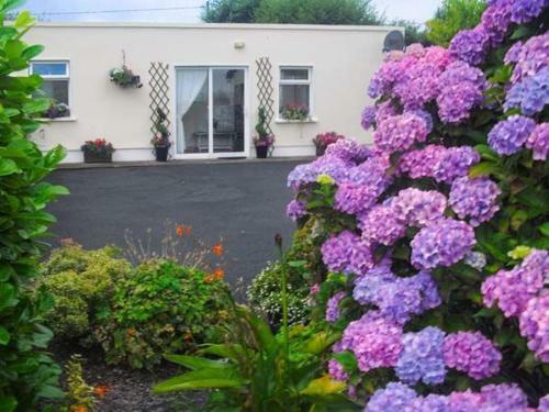 Stookisland, Killorglin