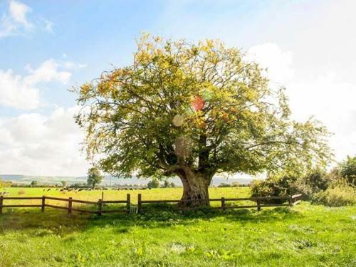 Cherryfield, Ballyragget