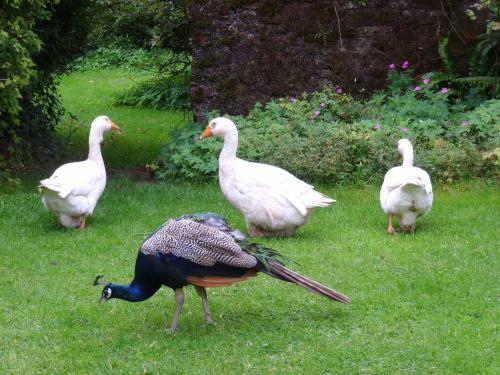 Agroturismo Roundwood House