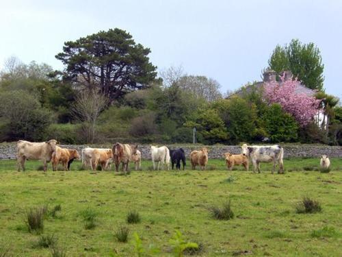 Rockfield House Cottage