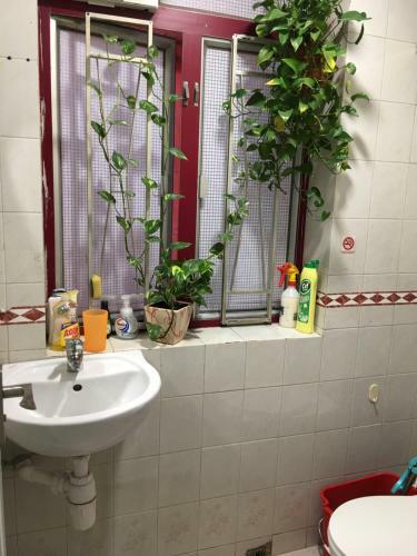Hostal May House