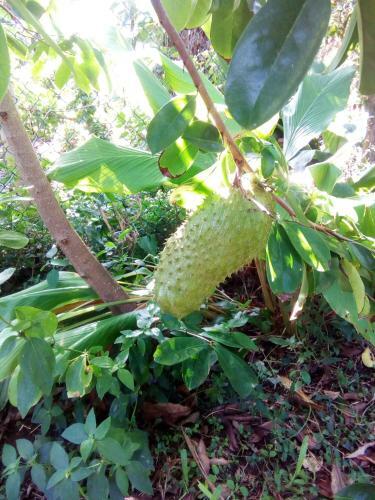 Raintree Gardens