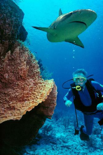 Hotel Beqa Lagoon Island Resort