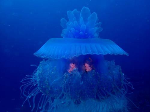 Hostal Dolphin Bay Divers Retreat