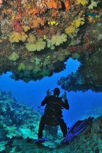 Hostal Dolphin Bay Divers Retreat