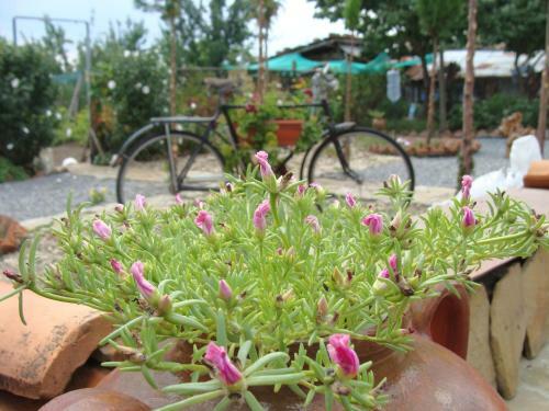 Hostal Guest House Valchanovi