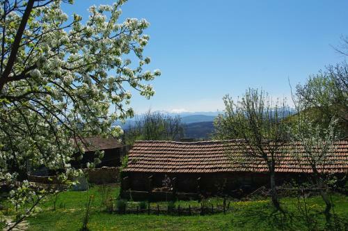 Patashka House