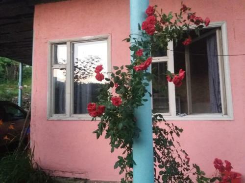 Sunny Sweet Home