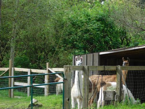 Lodging And Llamas