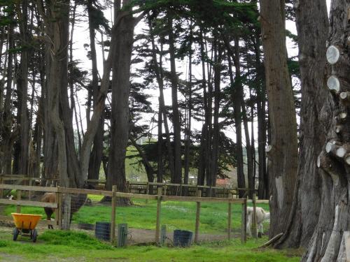 Lodging And Llamas