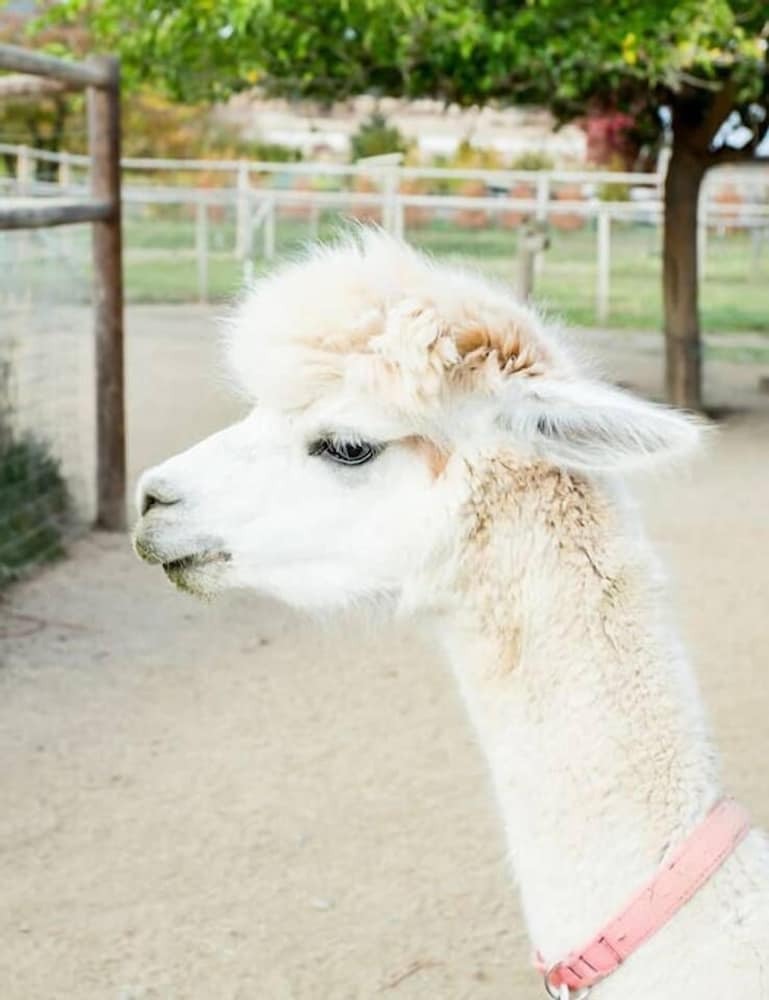 Rellik House. Winery And Alpaca Farm