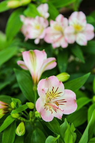 Lodge Jilguero Cabins & Tours