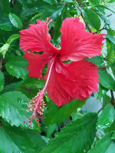 Hibiscus House Bed And Breakfast