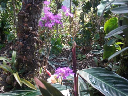 Bed & Breakfast Hotel Las Orquideas