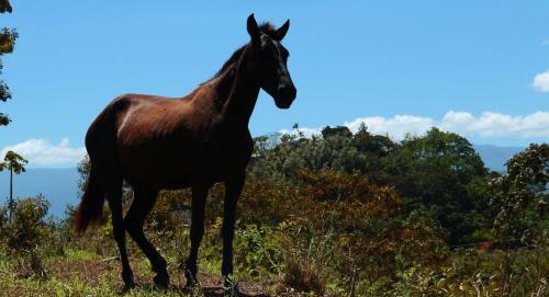 Finca Monte Claro