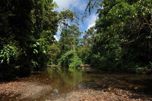 Lodge Estaci�n Biol�gica Tamandua
